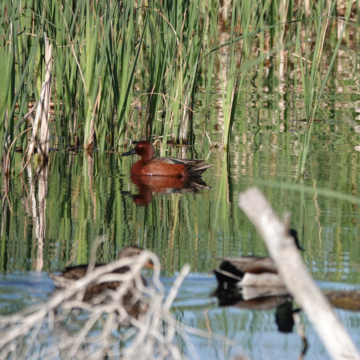 Cinnamon Teal - George Ho