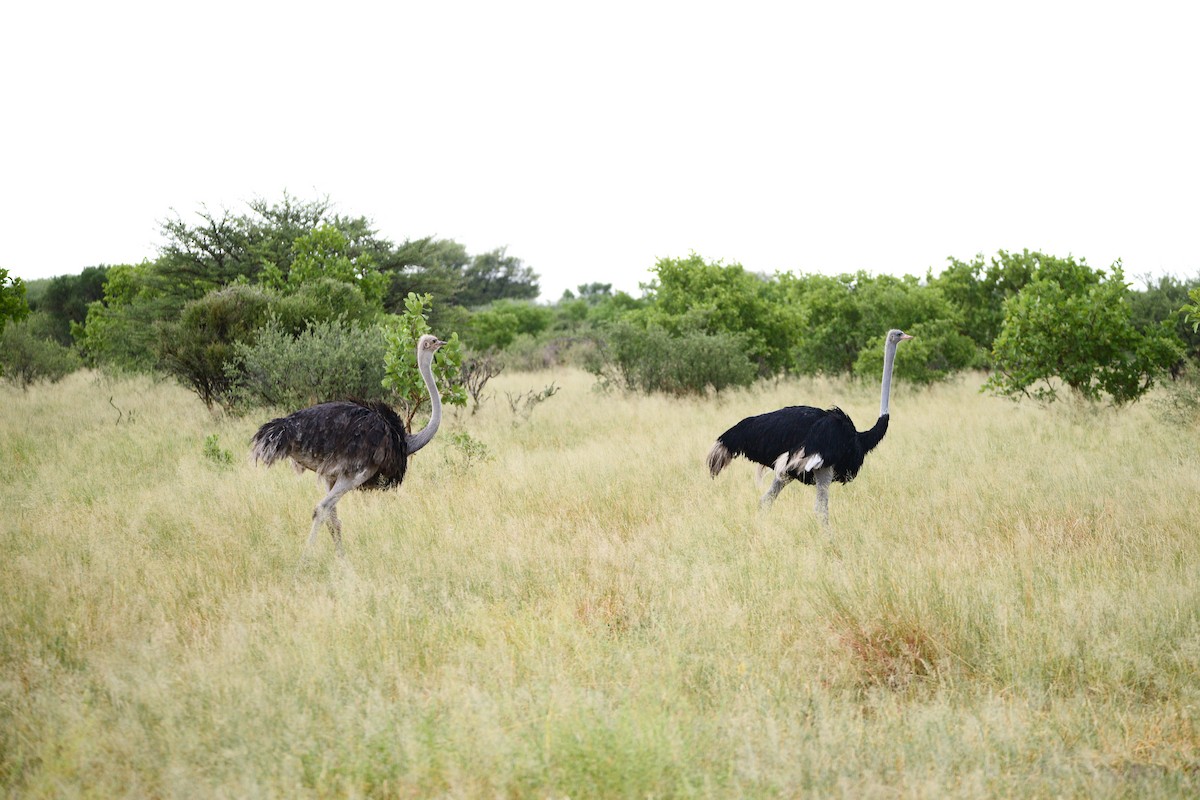 Африканский страус - ML619490018