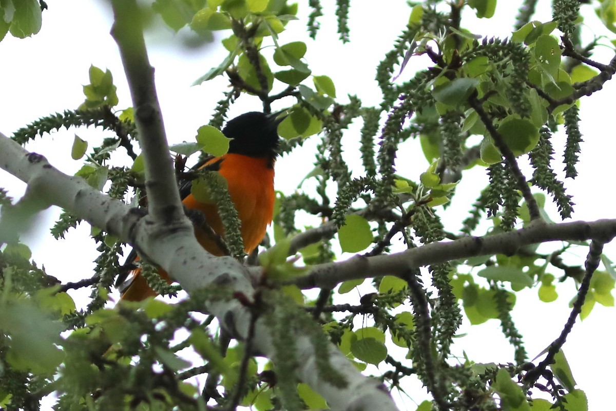 Baltimore Oriole - Irene Crosland