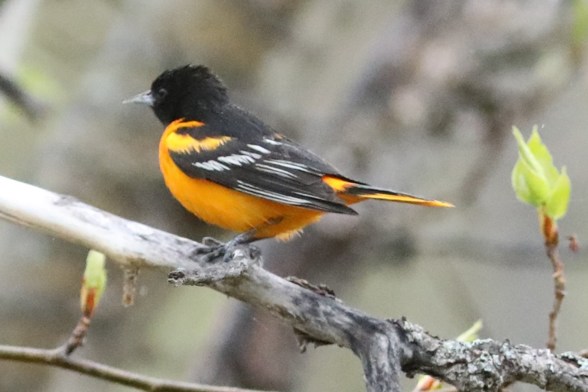 Baltimore Oriole - Irene Crosland