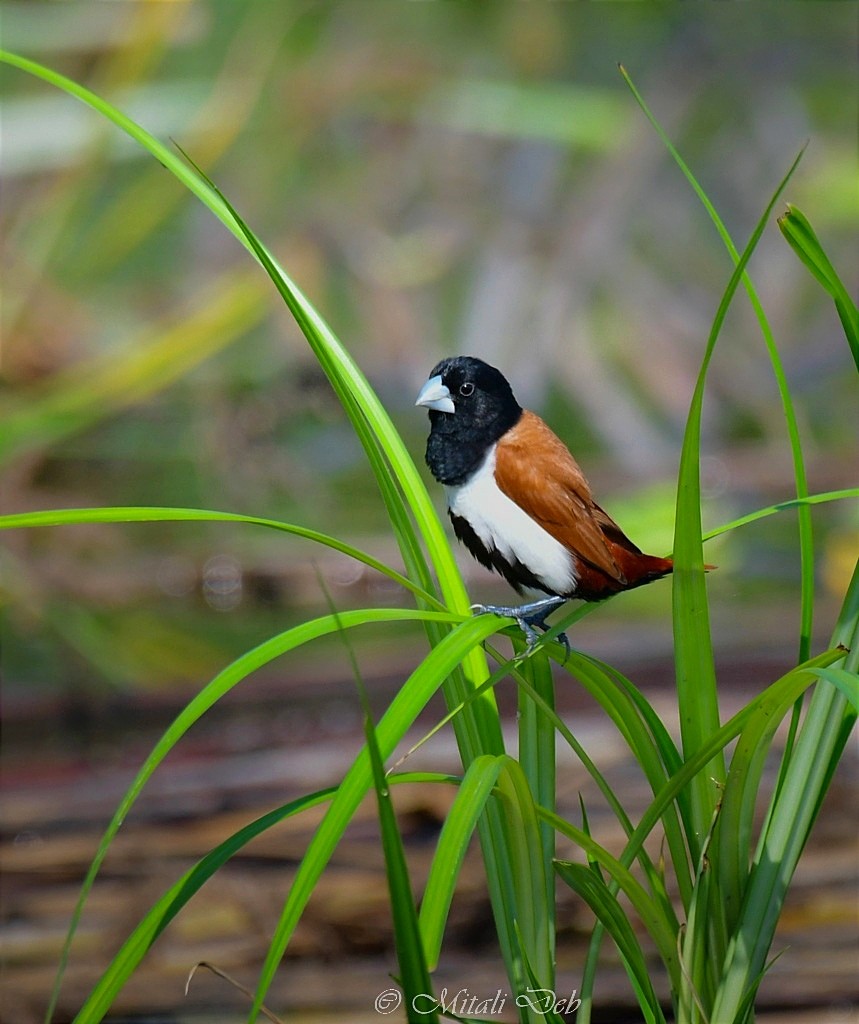 Tricolored Munia - Mitali Deb