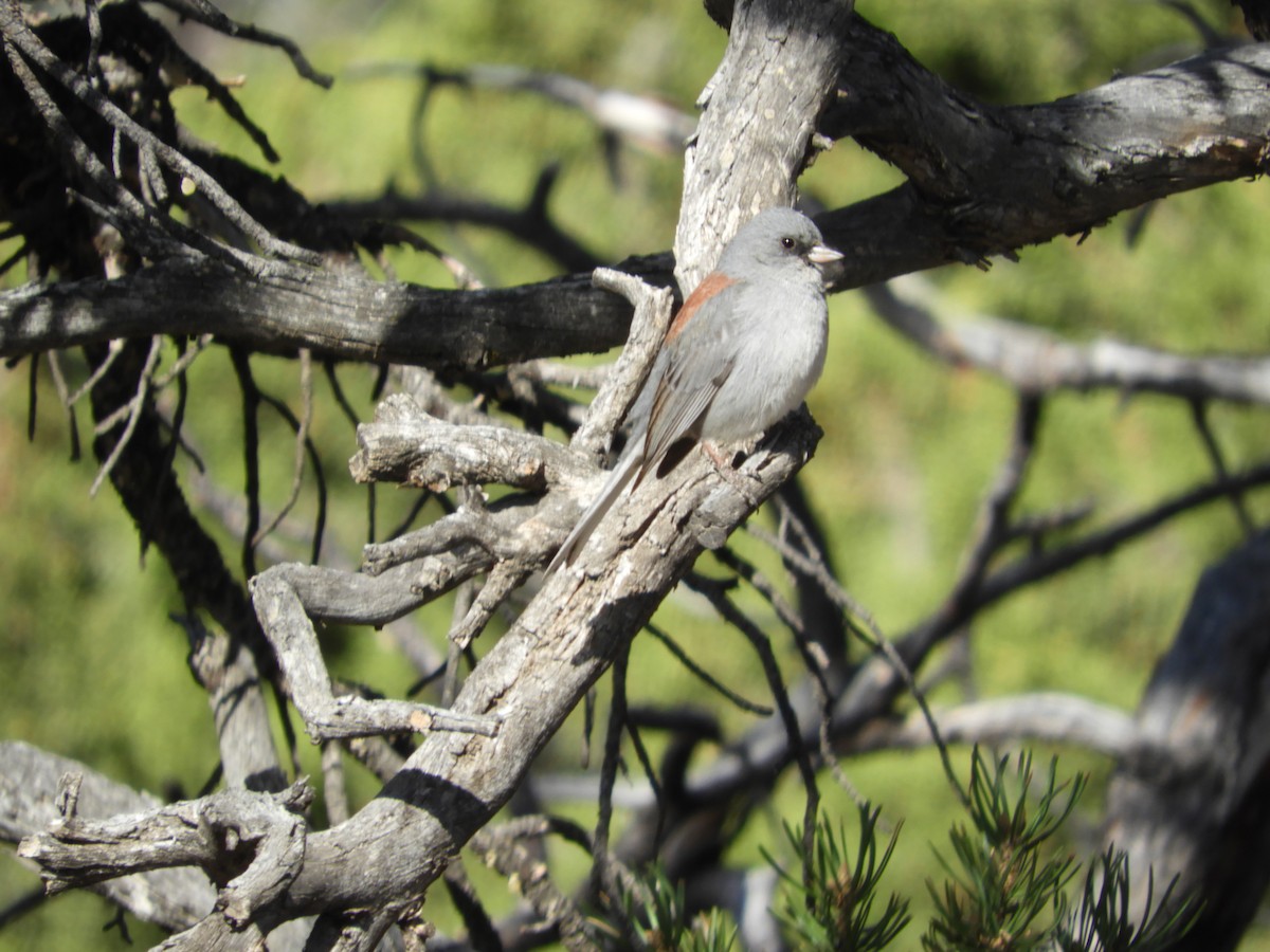 Dark-eyed Junco - Thomas Bürgi