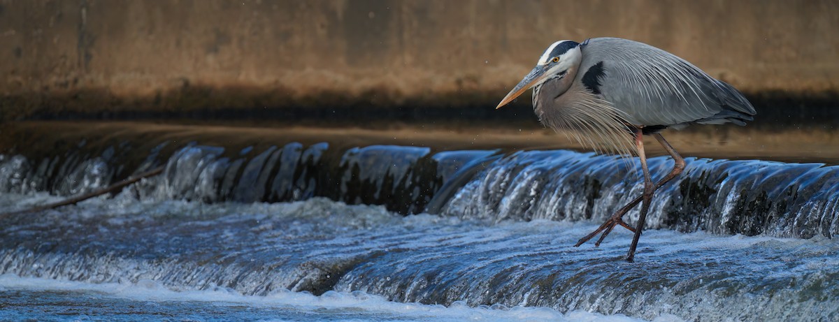 Great Blue Heron - Zachary Vaughan