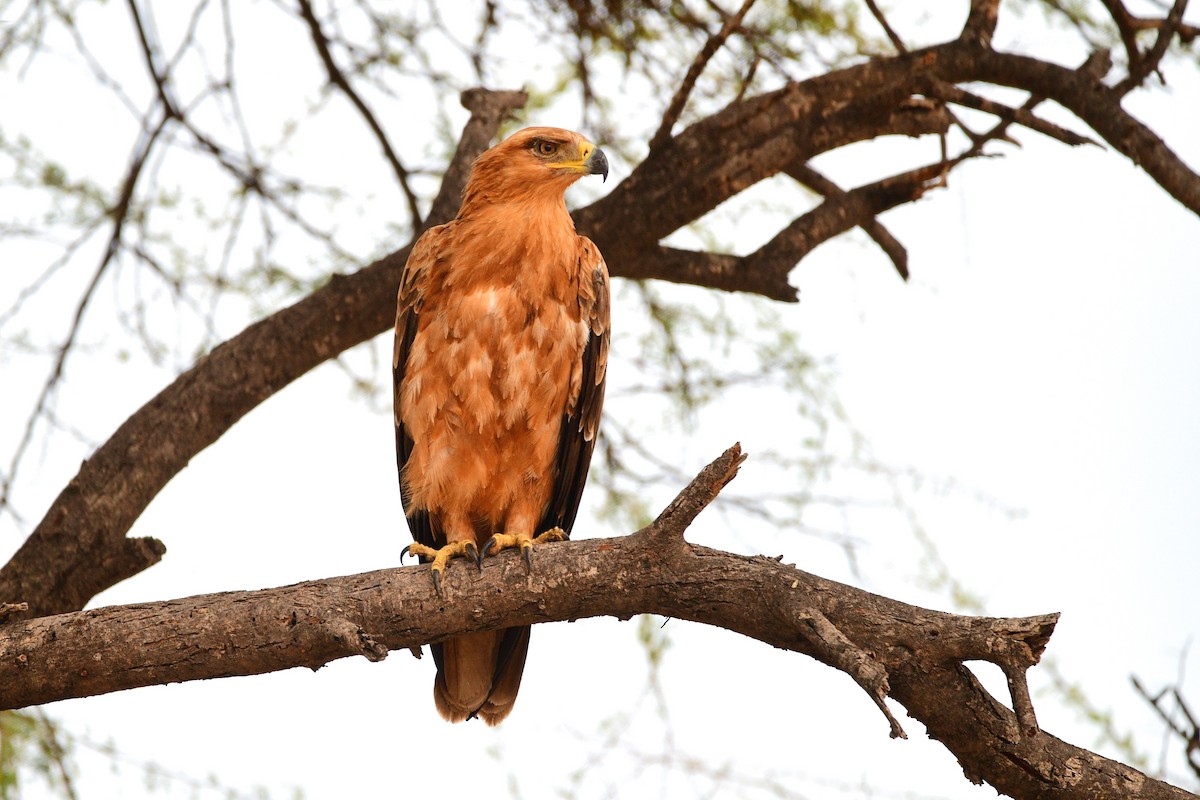 Tawny Eagle - Cole Penning