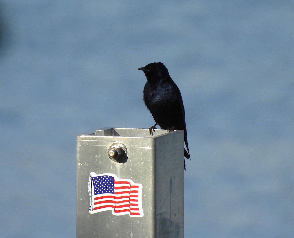 Purple Martin - Carol Porch