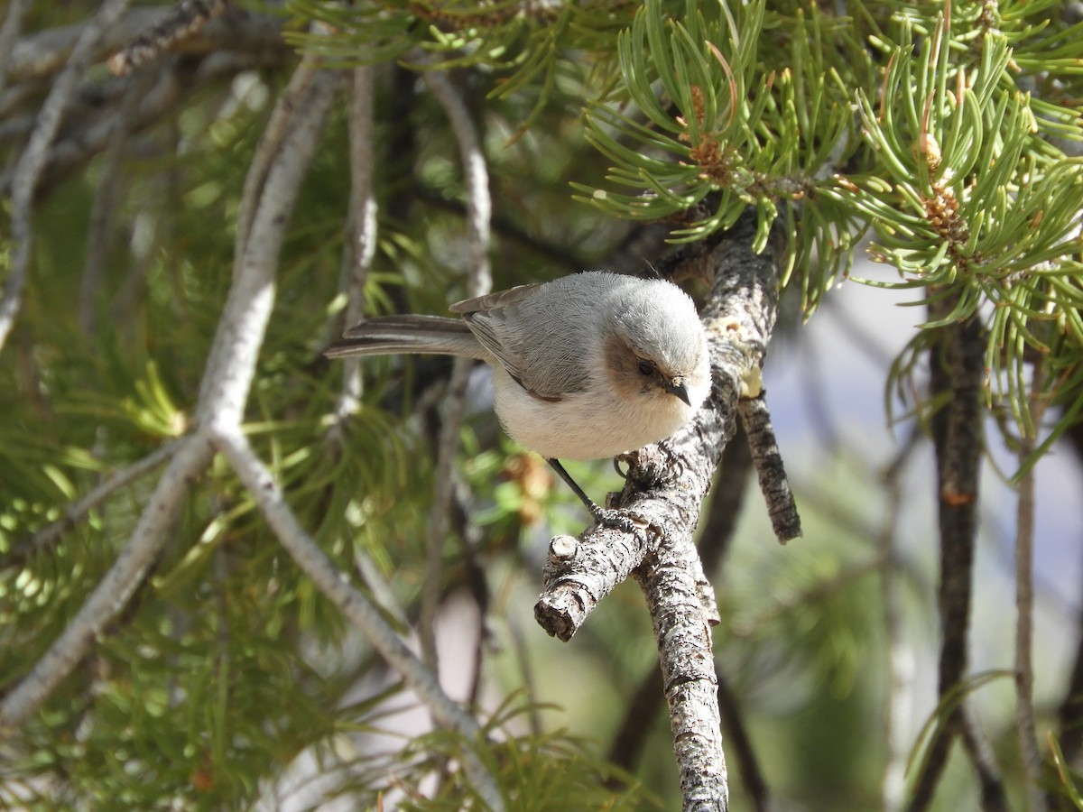 Bushtit - Thomas Bürgi