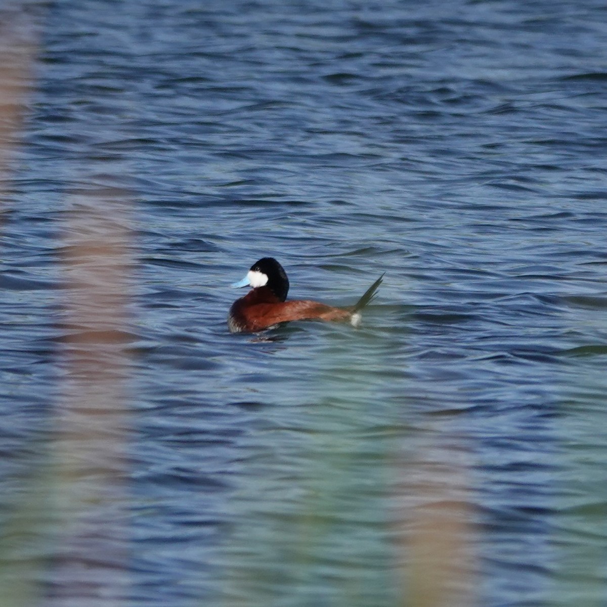 Ruddy Duck - George Ho