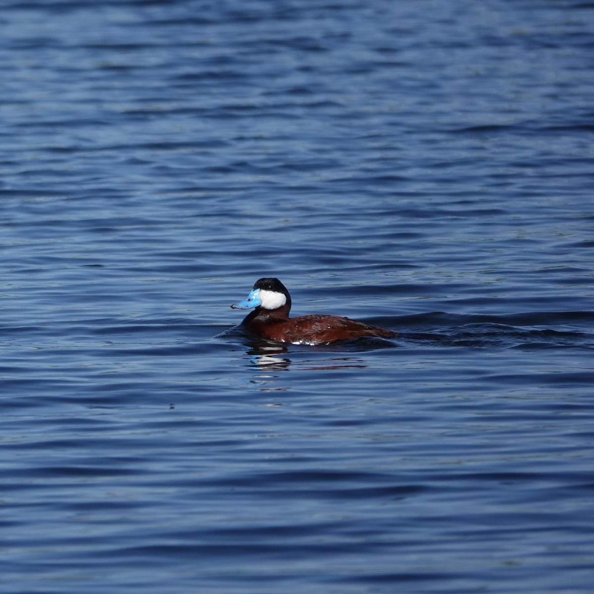 Ruddy Duck - George Ho