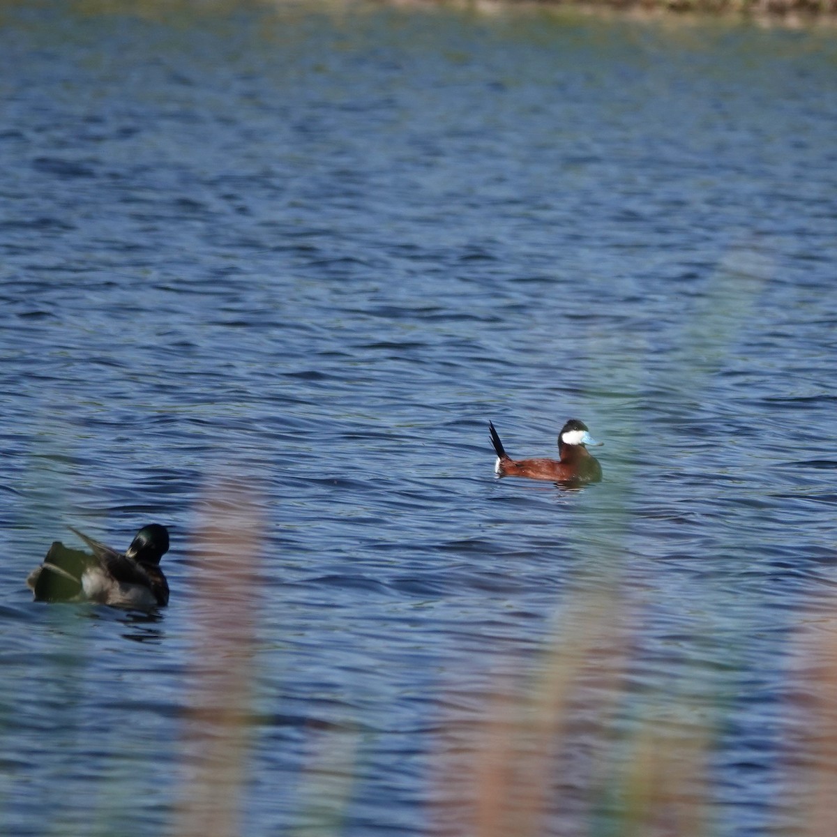 Ruddy Duck - George Ho