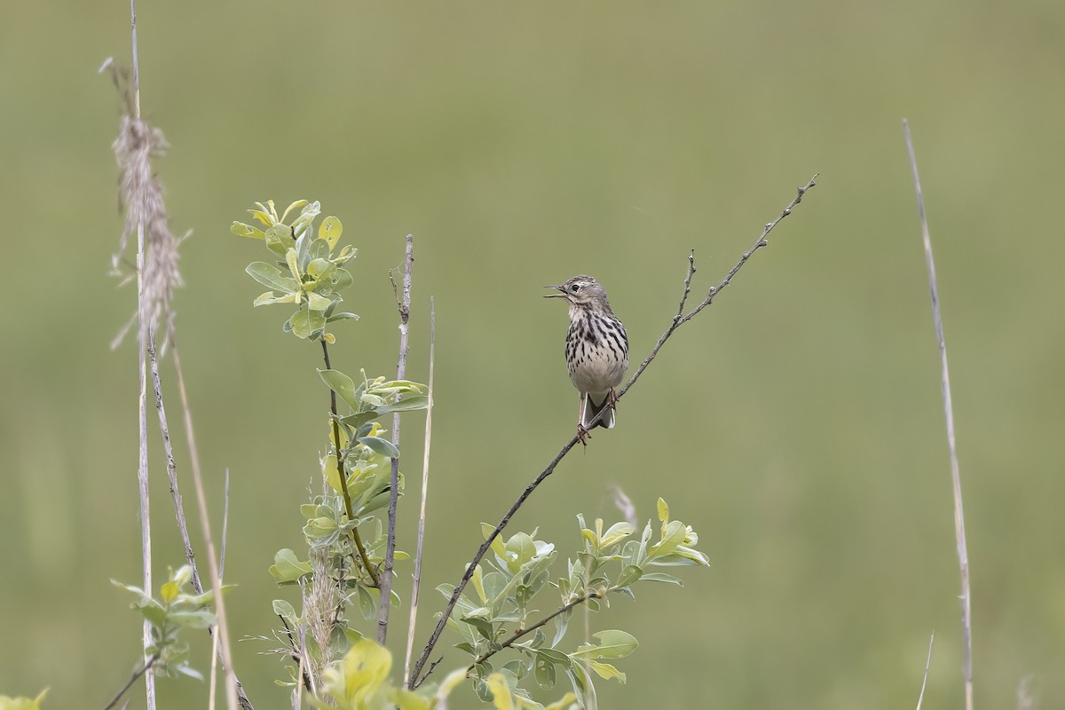 Meadow Pipit - Delfin Gonzalez