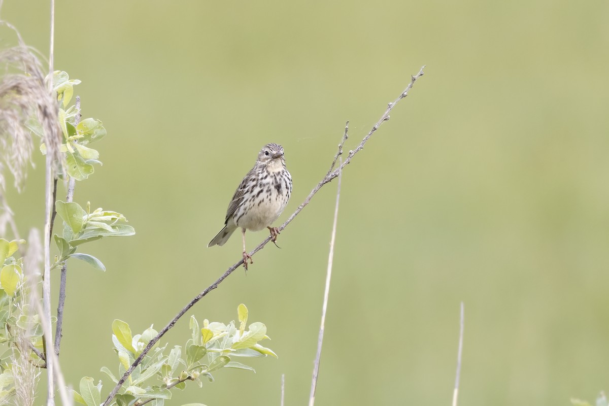 Meadow Pipit - Delfin Gonzalez