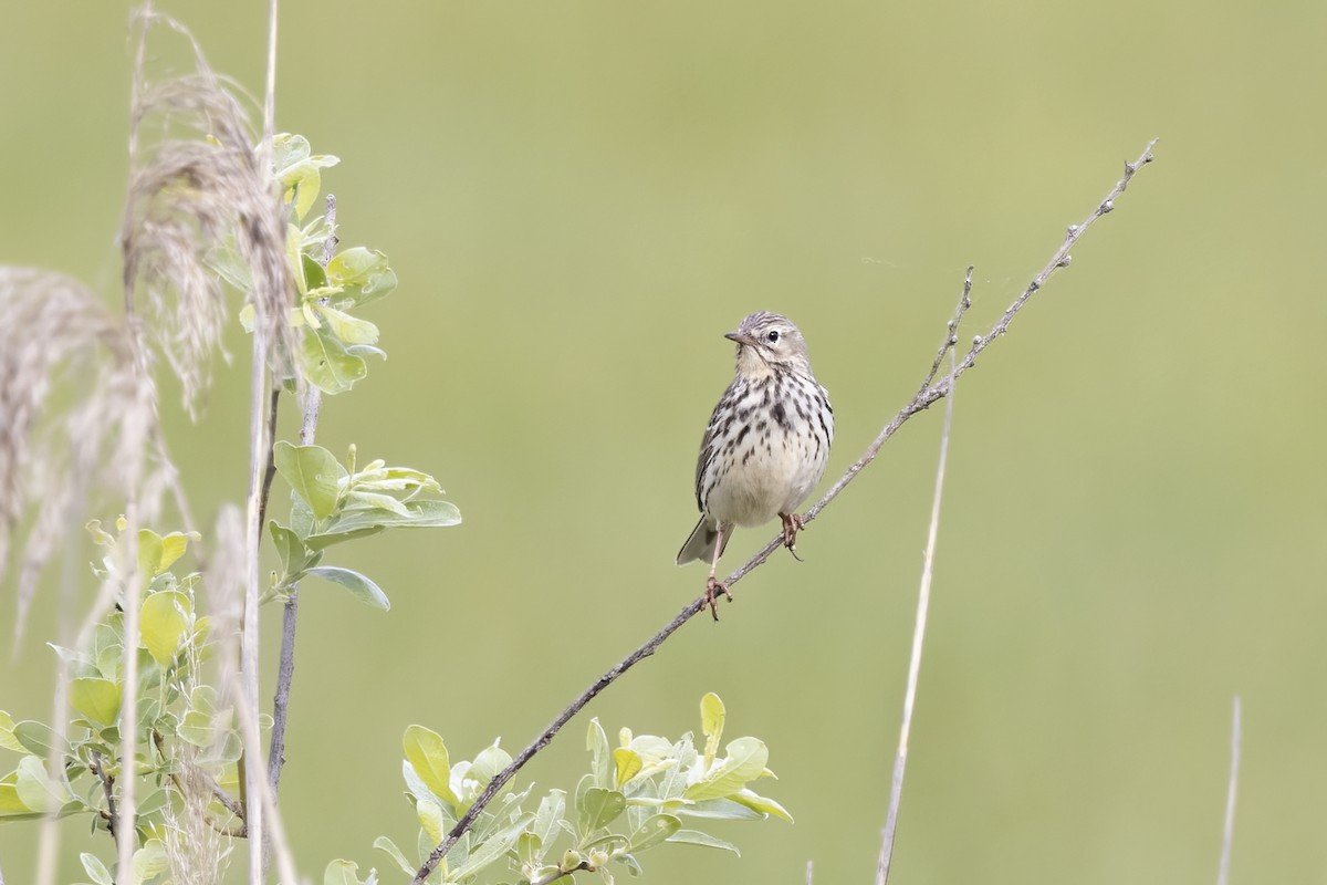 Meadow Pipit - Delfin Gonzalez