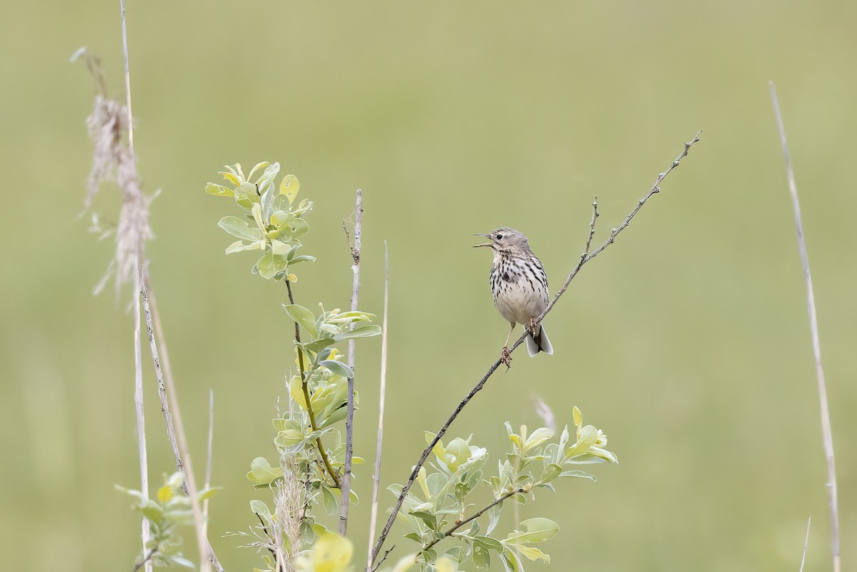 Meadow Pipit - Delfin Gonzalez