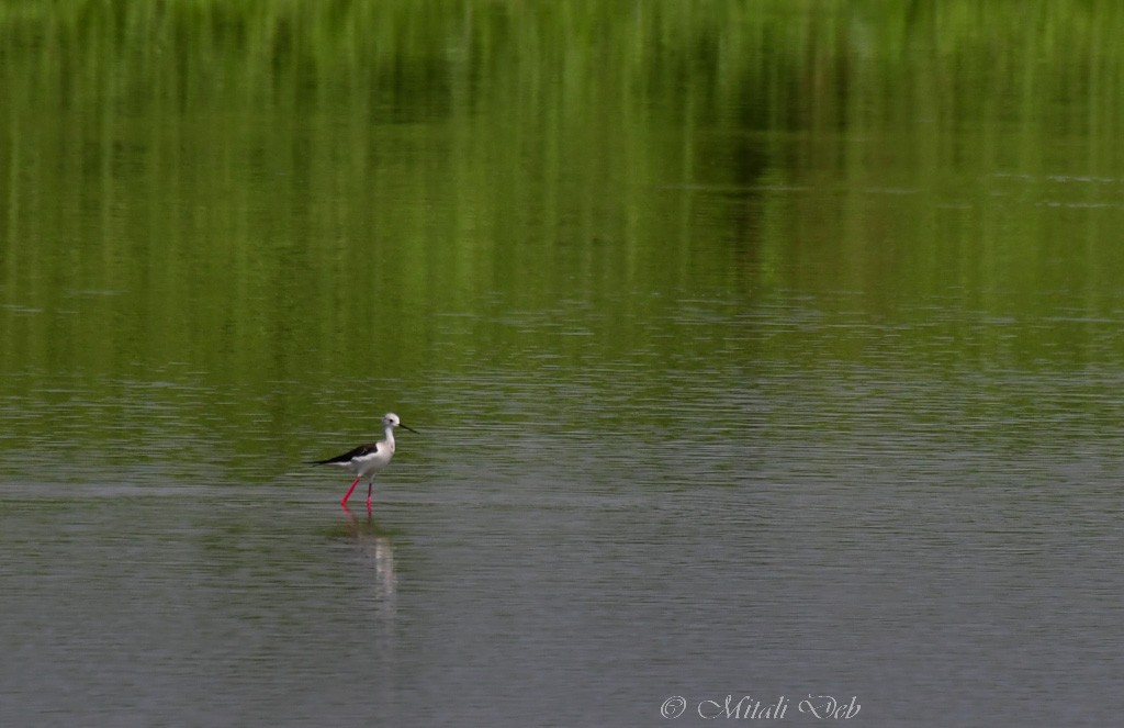 Black-winged Stilt - Mitali Deb