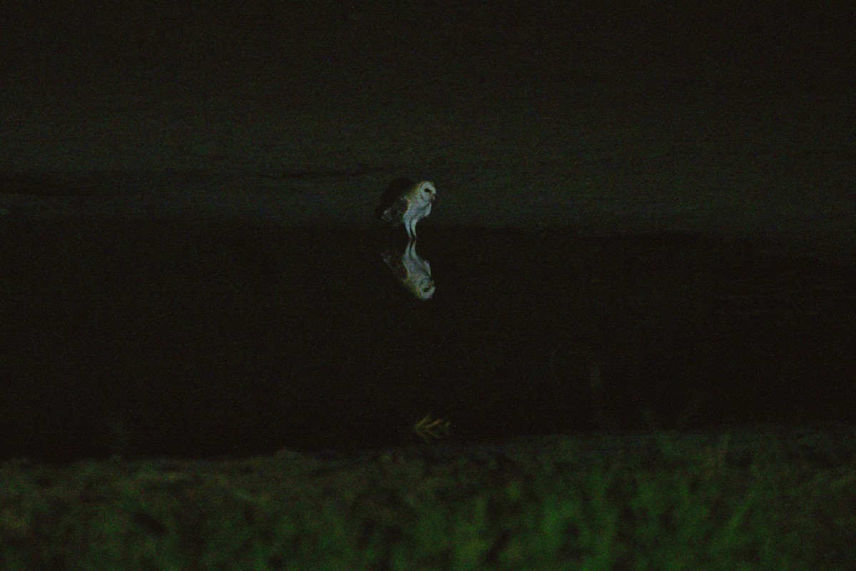 Barn Owl - Cole Penning