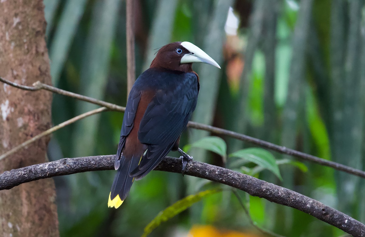 Chestnut-headed Oropendola - David Brassington