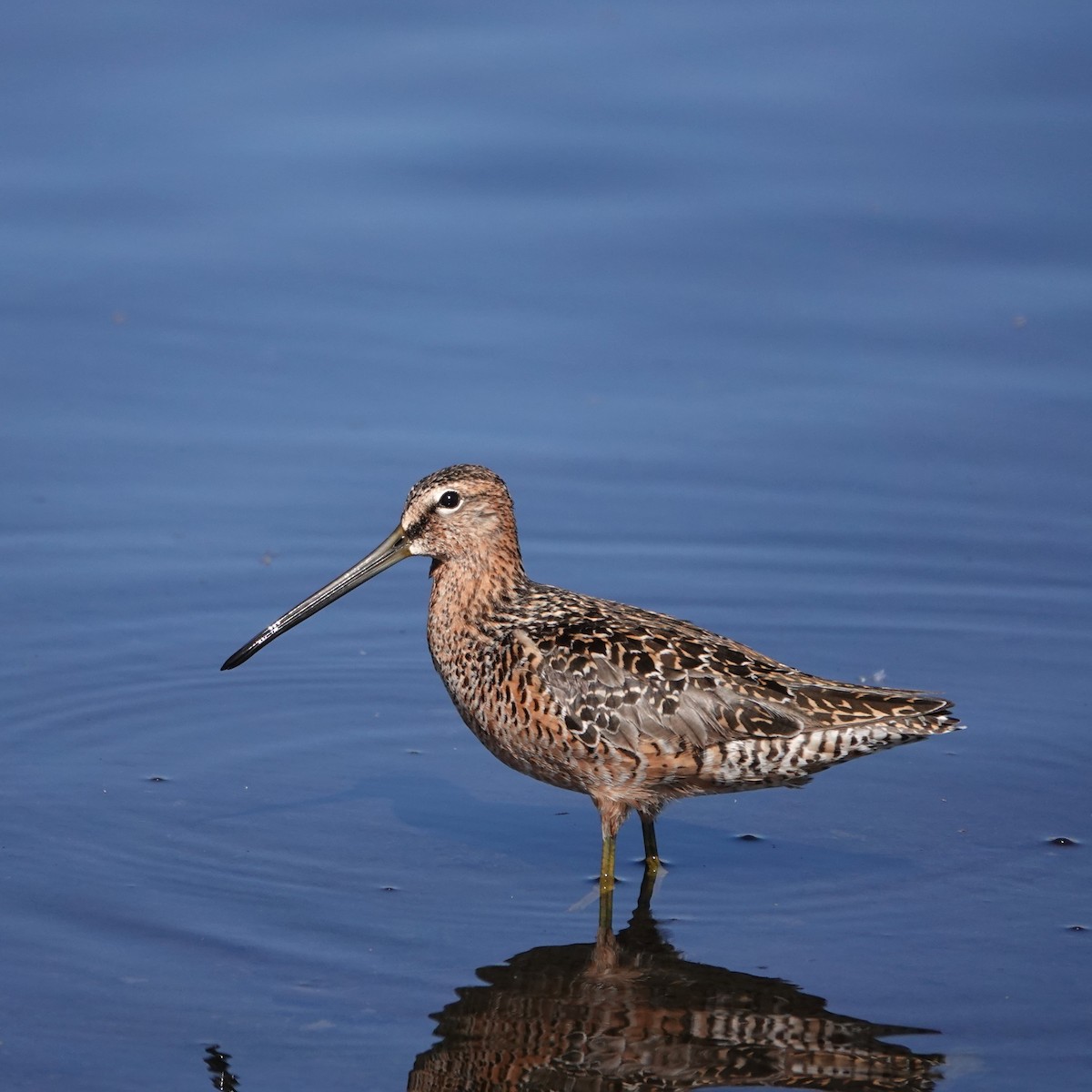 Long-billed Dowitcher - George Ho