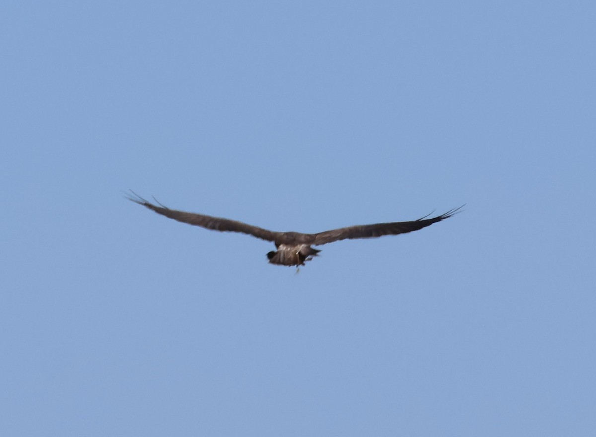 Swainson's Hawk - Tobias Felbeck