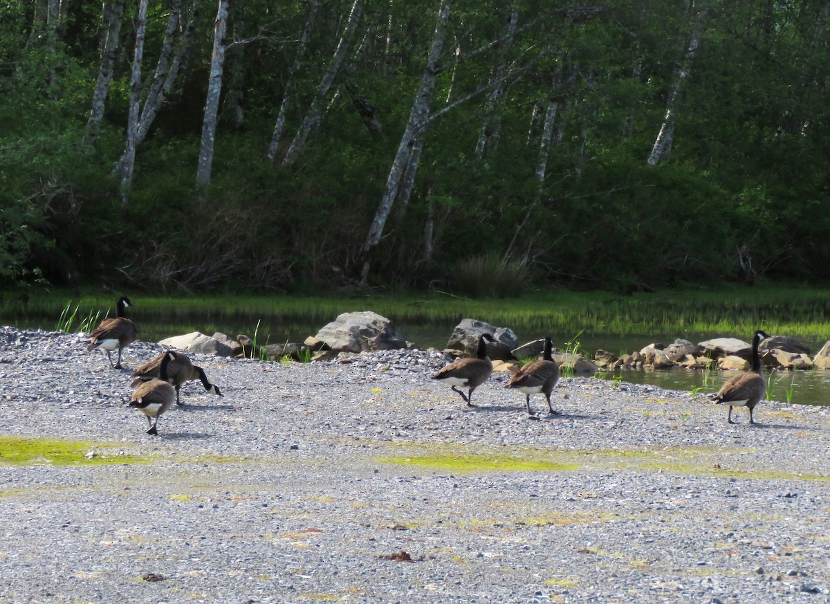 Canada Goose - Teresa Weismiller