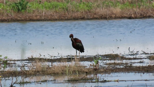 Glossy Ibis - ML619490085