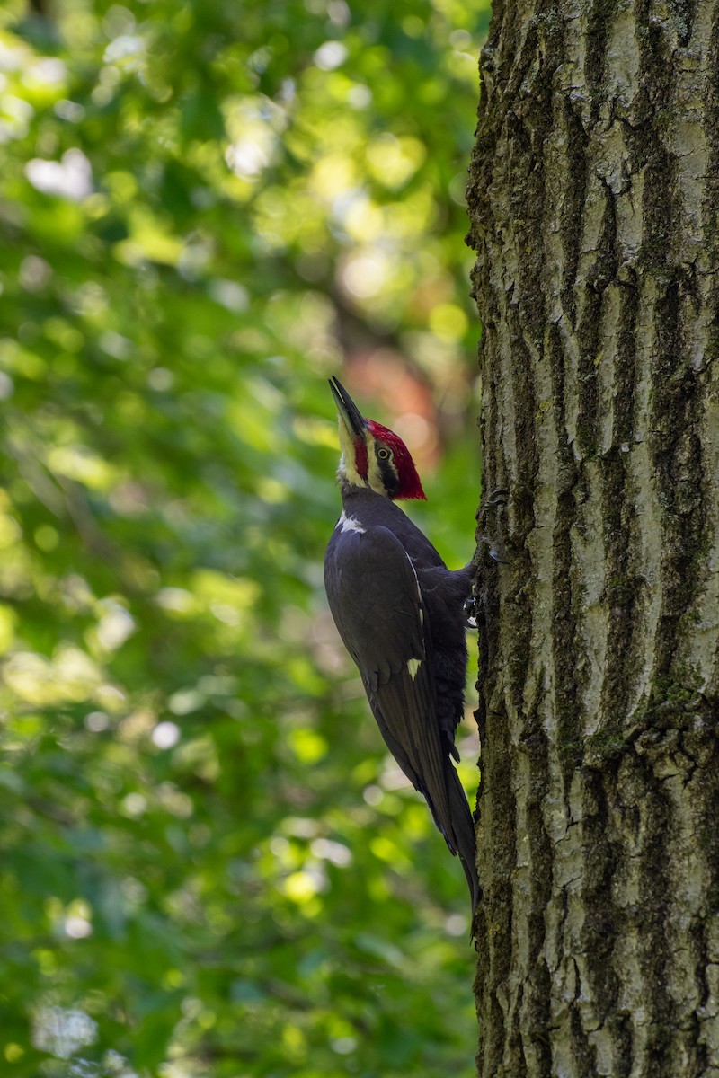 Pileated Woodpecker - Madalin Bernt