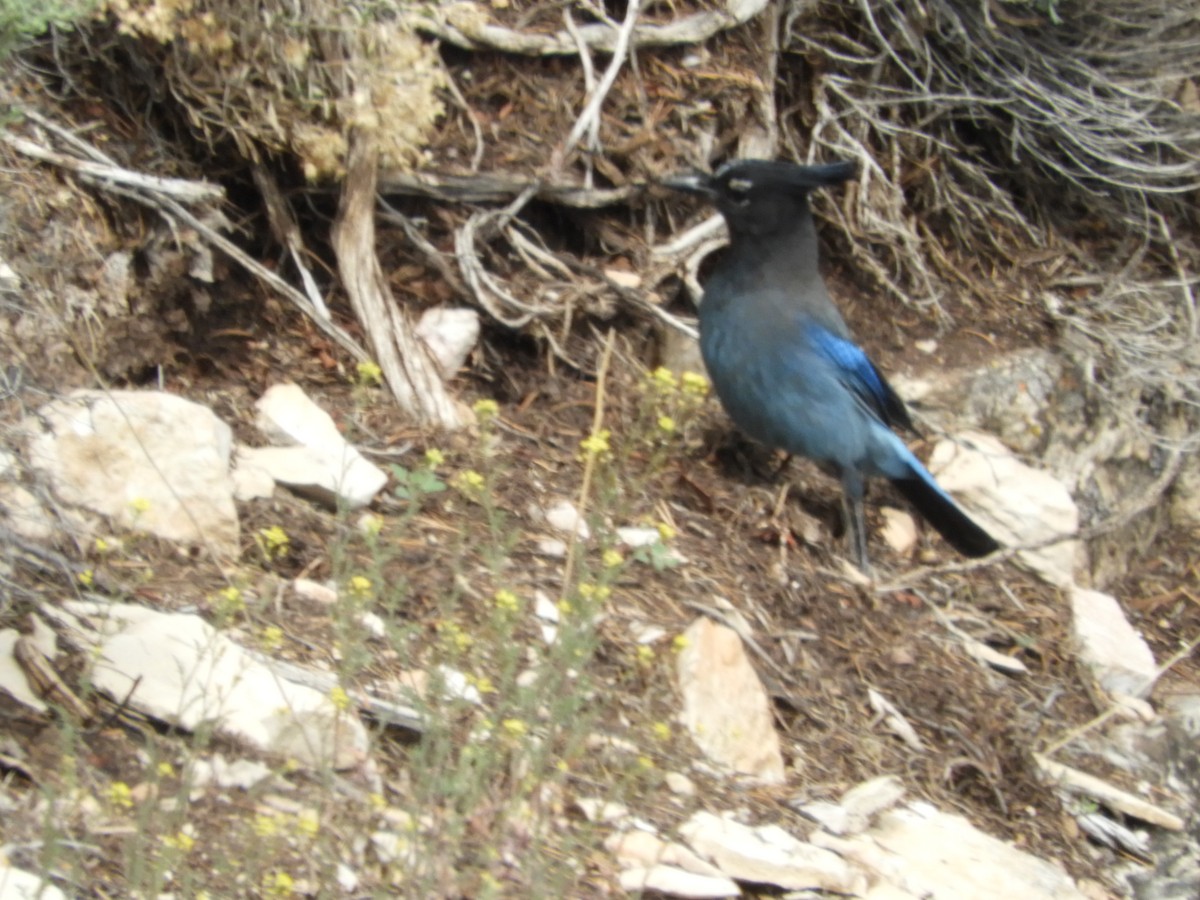 Steller's Jay - Thomas Bürgi