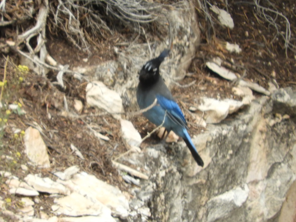 Steller's Jay - Thomas Bürgi