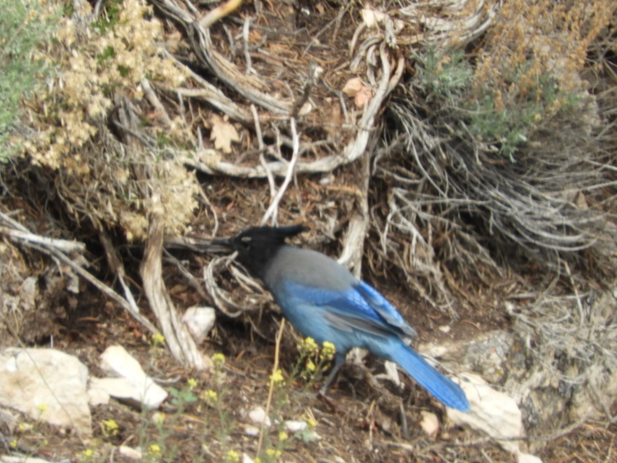 Steller's Jay - Thomas Bürgi