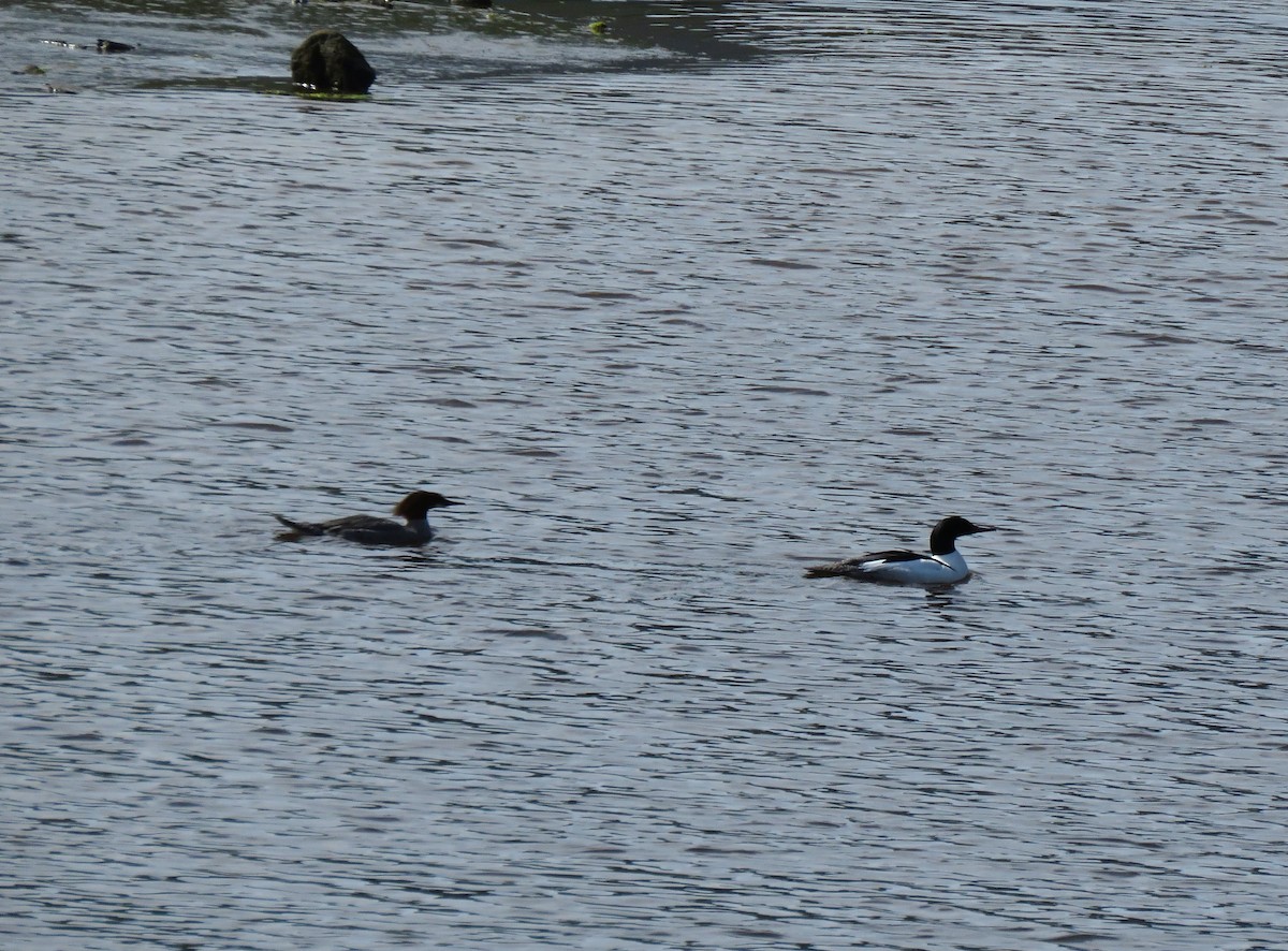 Common Merganser - Teresa Weismiller