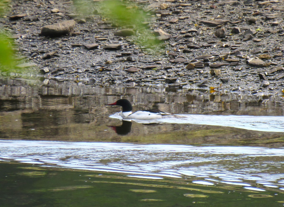 Common Merganser - Teresa Weismiller