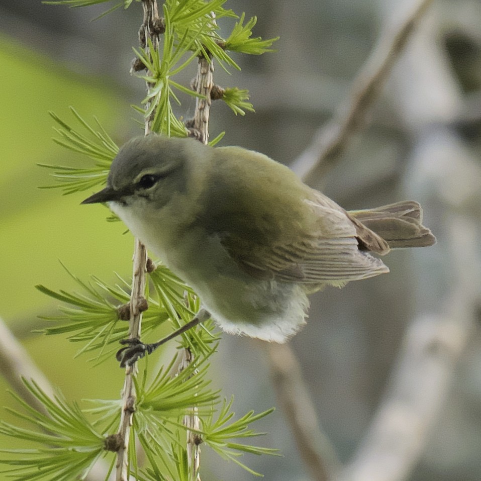 Tennessee Warbler - Guillaume Charette