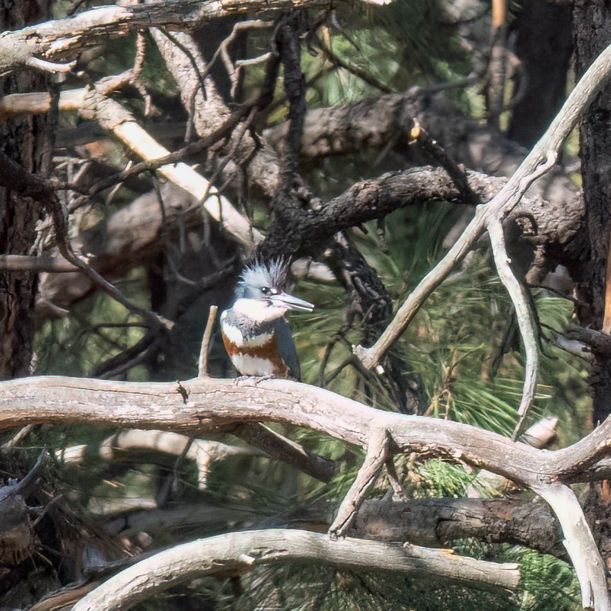 Belted Kingfisher - ML619490126