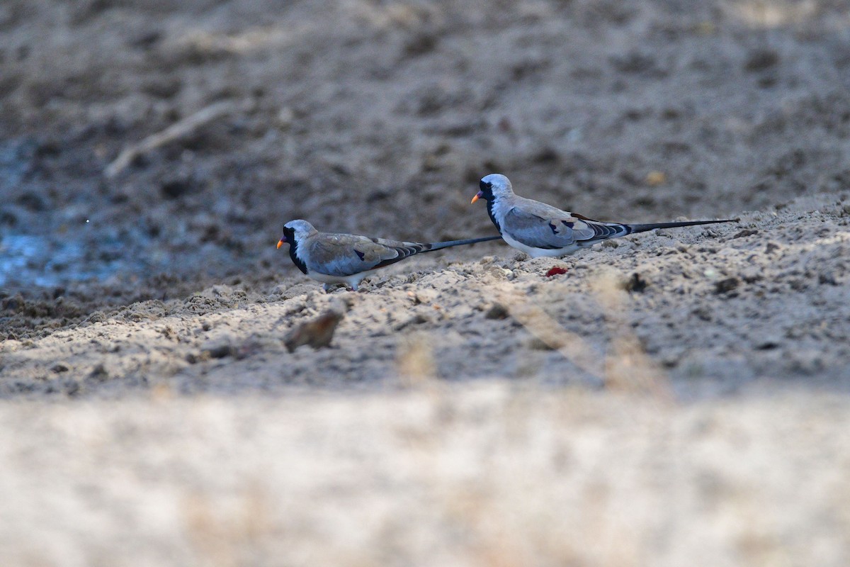 Namaqua Dove - Cole Penning