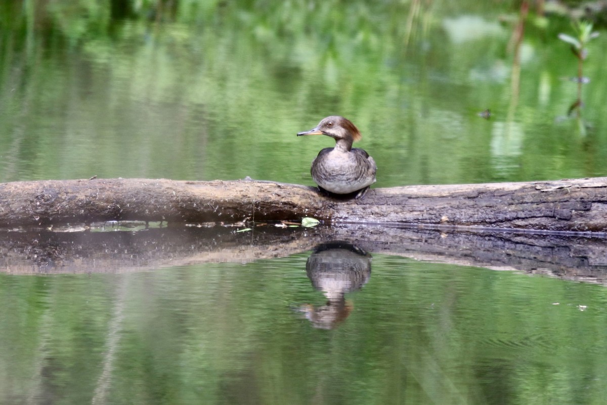 Hooded Merganser - Barbara Olson