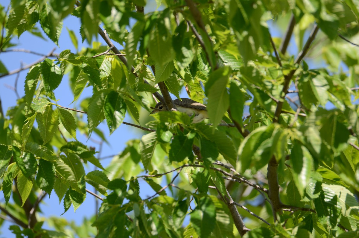 Warbling Vireo - Kerry Beaghan