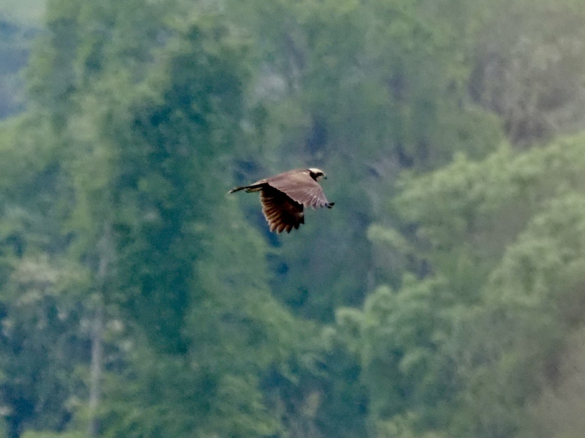 Western Marsh Harrier - Cheshta Buckley