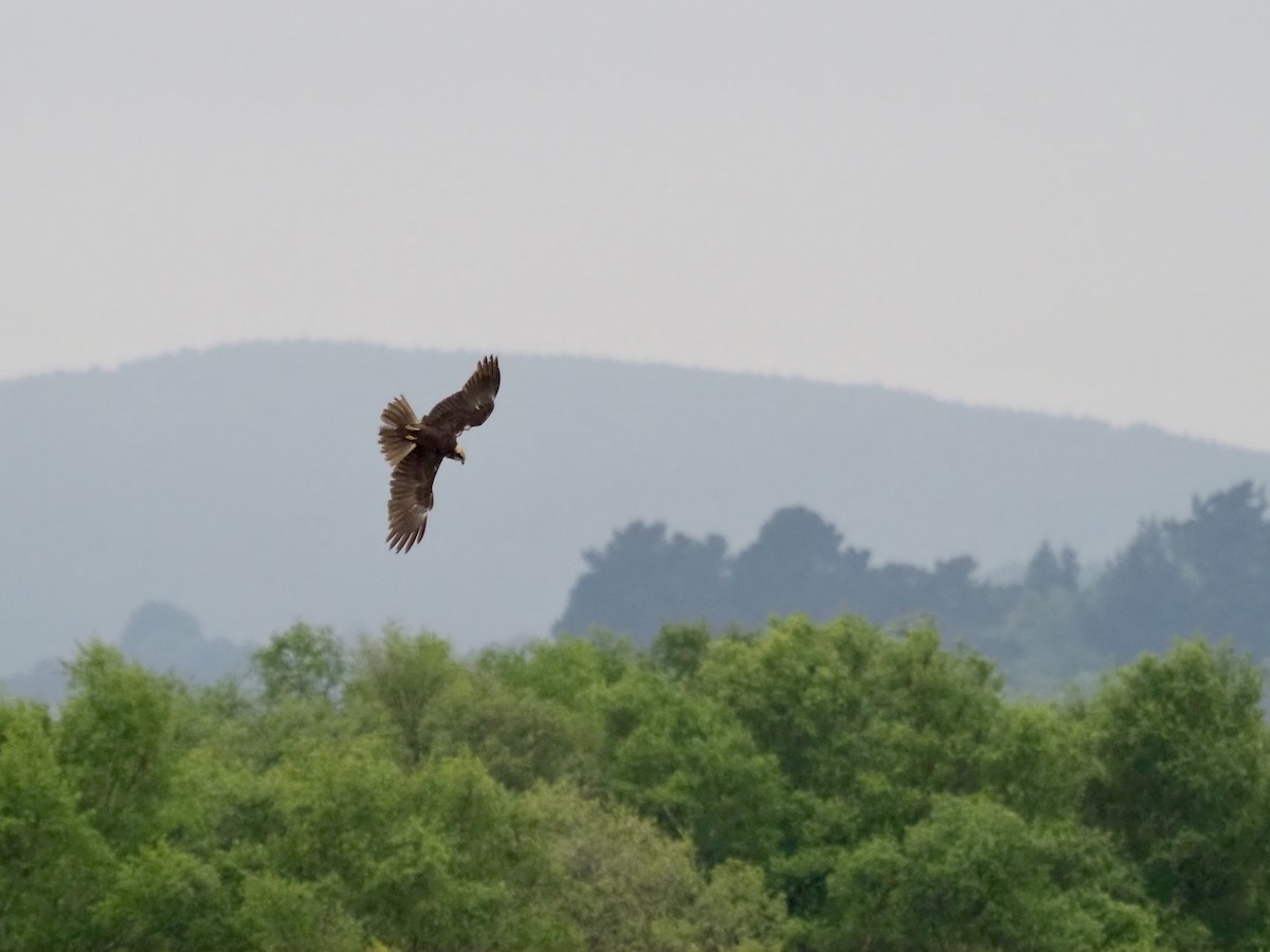 Western Marsh Harrier - ML619490142