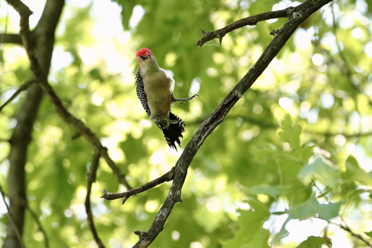 Red-bellied Woodpecker - William Going