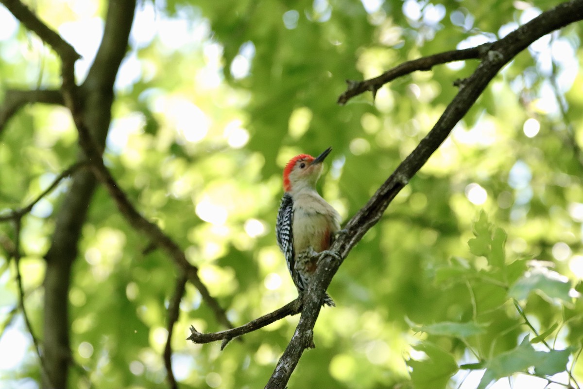 Red-bellied Woodpecker - William Going