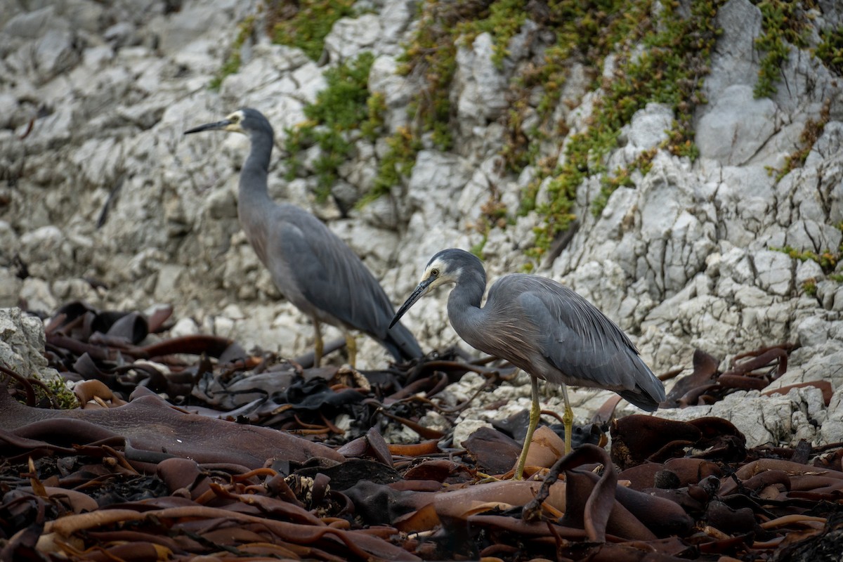 White-faced Heron - ML619490157