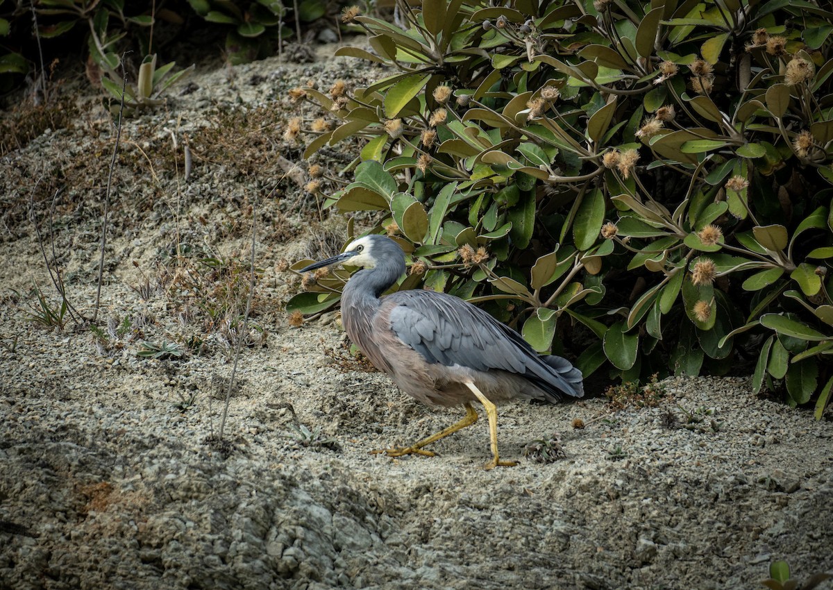 White-faced Heron - Elona Hart