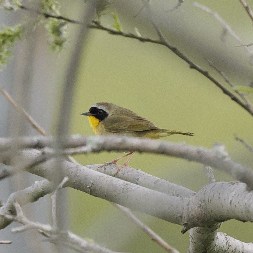 Common Yellowthroat - Guillaume Charette