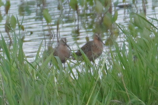 Short-billed Dowitcher - ML619490167