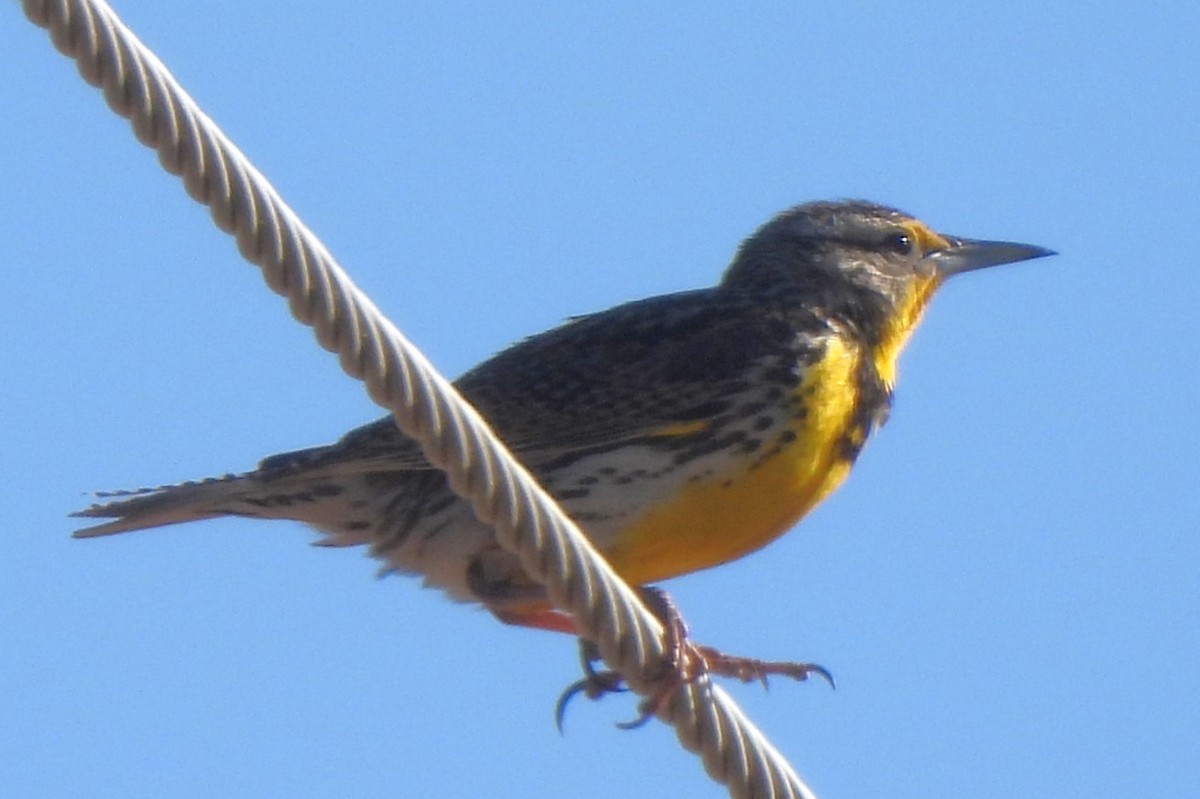 Western Meadowlark - Michael I Christie