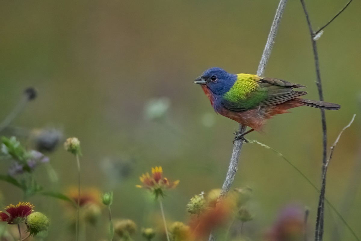 Painted Bunting - Pat Tomsho