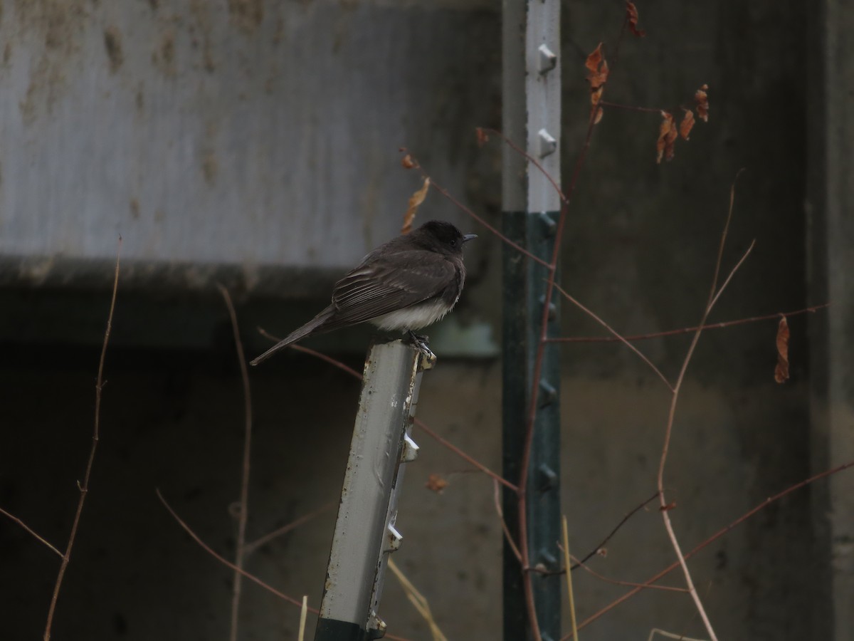 クロツキヒメハエトリ - ML619490179