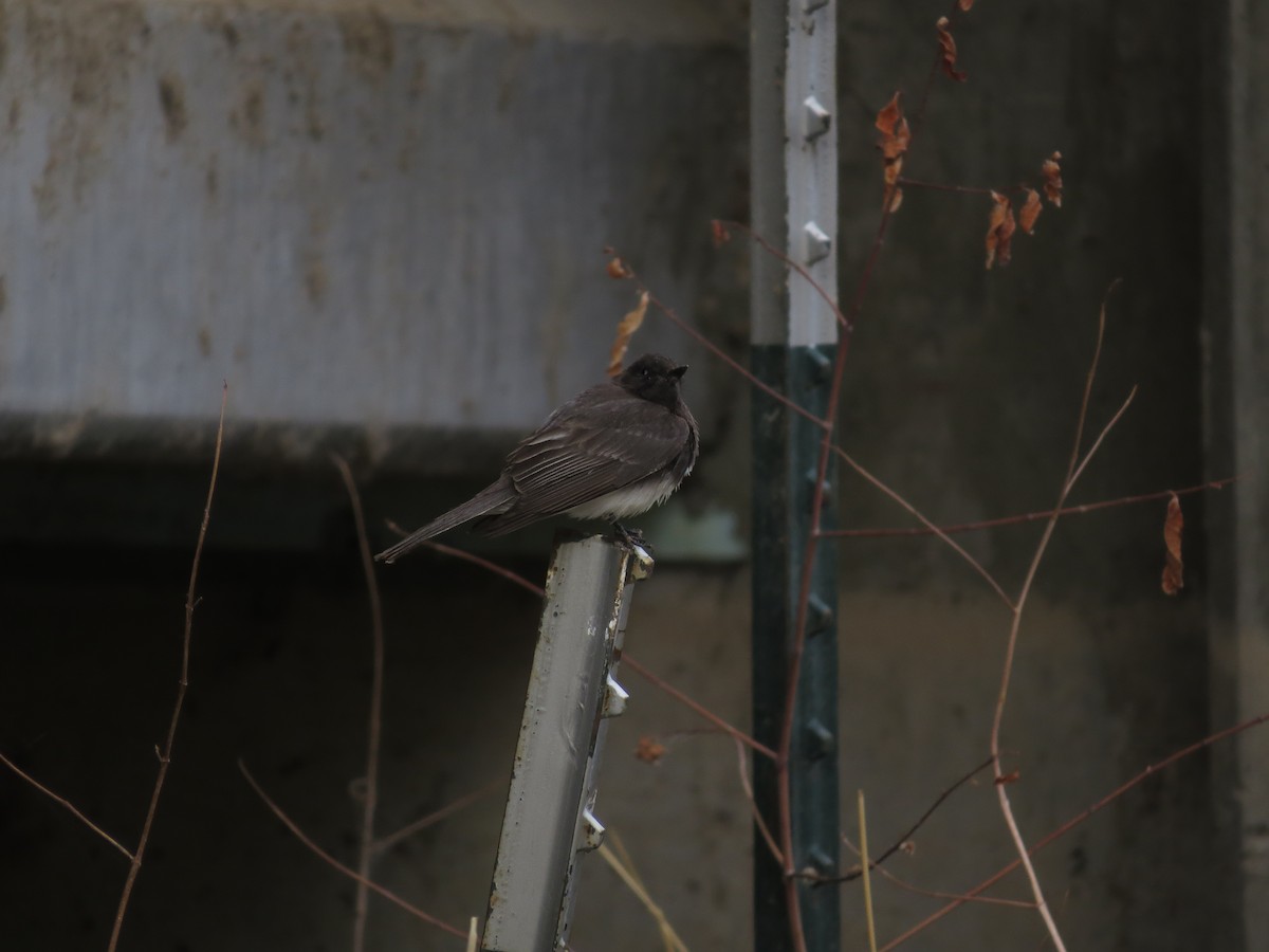 Black Phoebe - ML619490180