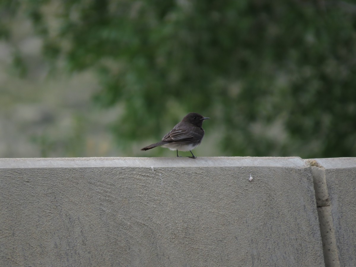 クロツキヒメハエトリ - ML619490181