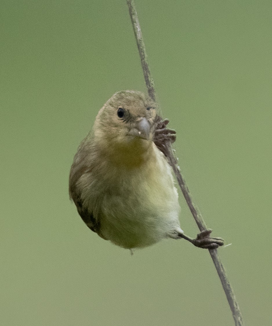 Lesser Goldfinch - Pat Tomsho