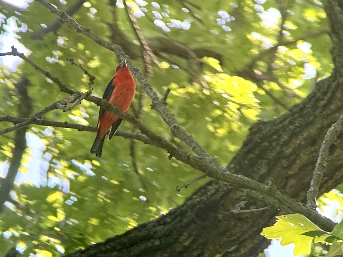 Scarlet Tanager - ML619490184